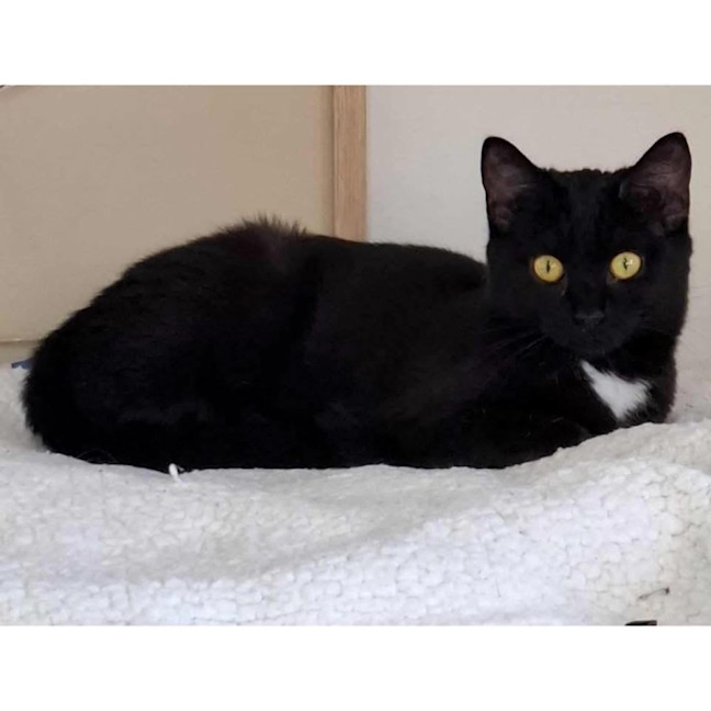 Photo of 12498   Isabelle