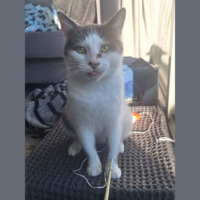 Photo of Daisy