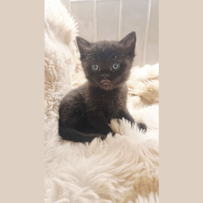 Photo of Onyx