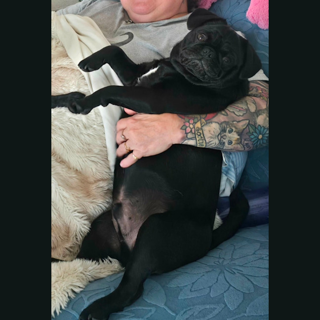 Photo of Chester
