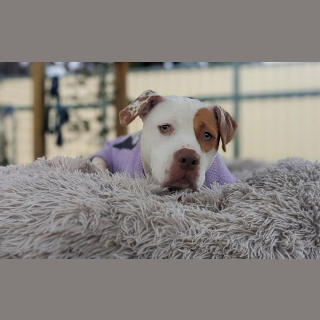 Photo of Missy Moo