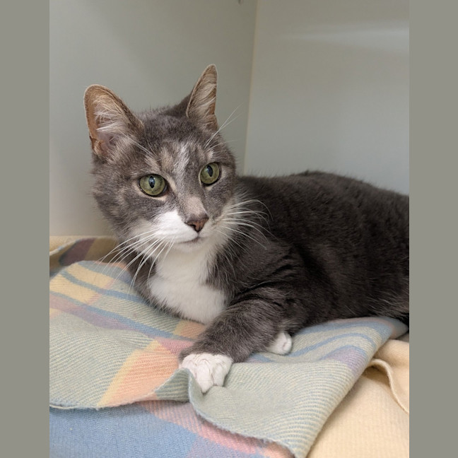 Photo of Smokey