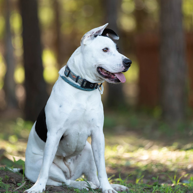 Photo of Nova