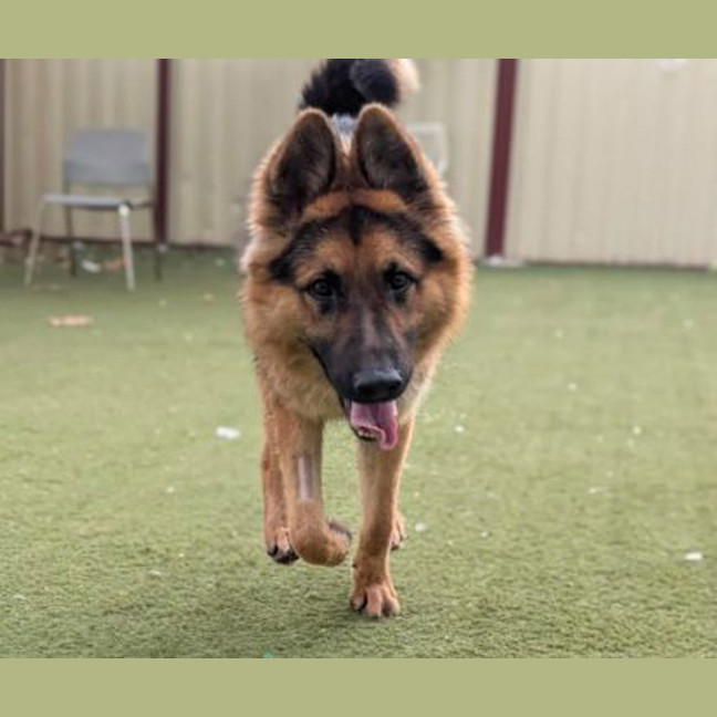 Photo of Atlas