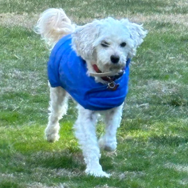Photo of Honey
