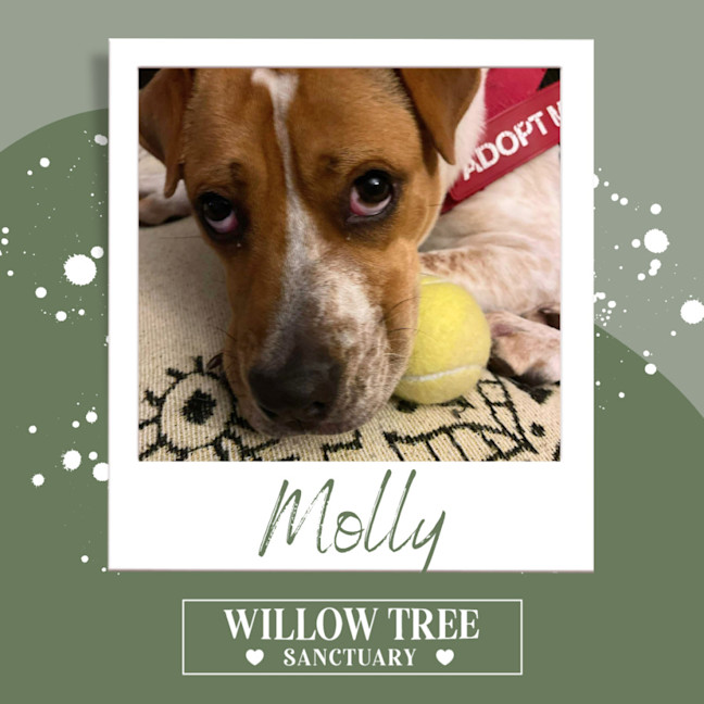 Photo of Molly