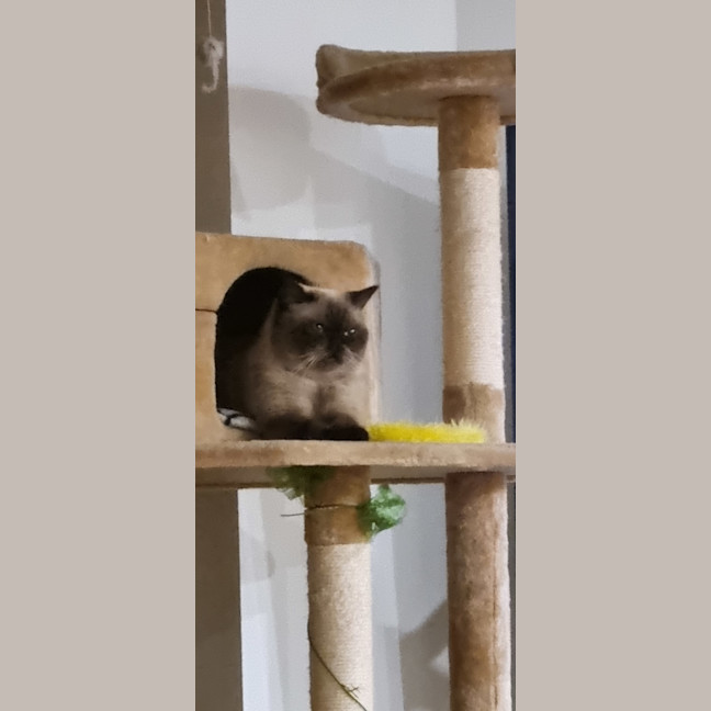 Photo of Mocha