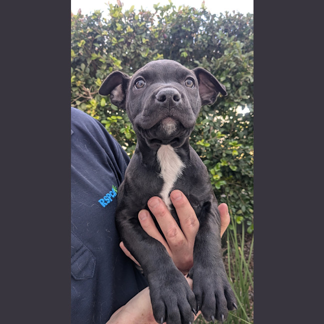 Photo of Comet