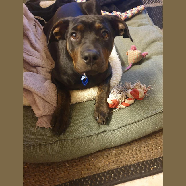 Photo of Sasha   4 Month Old Mixed Breed
