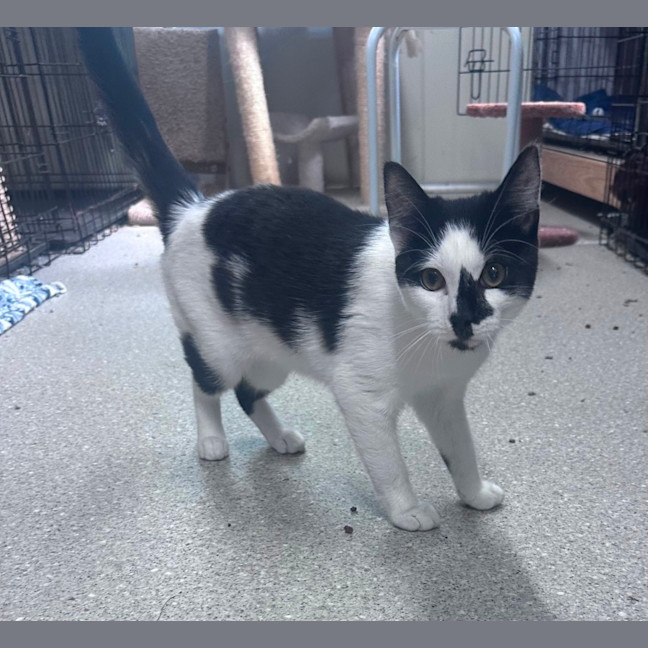 Photo of Oreo