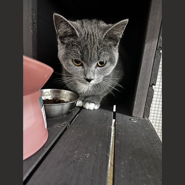 Photo of Bella