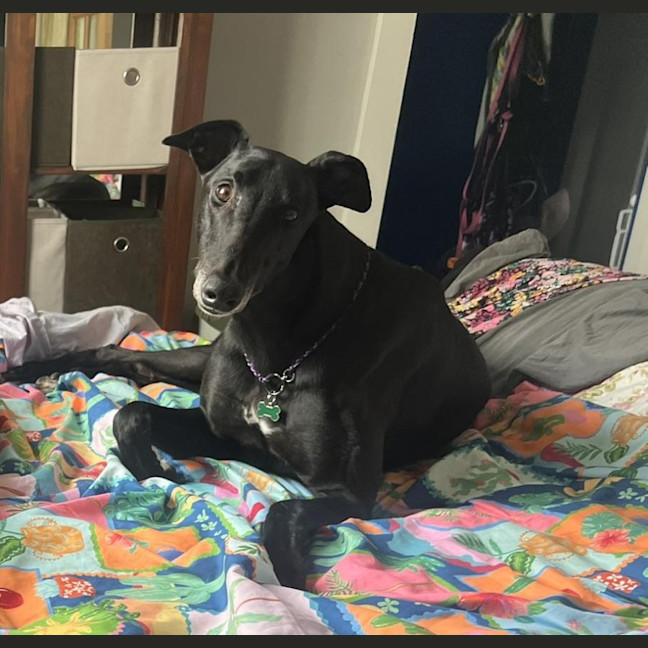 Photo of Jay, The Greyhound