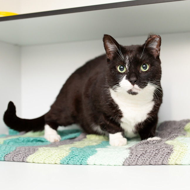 Photo of Kitty (Hussler)