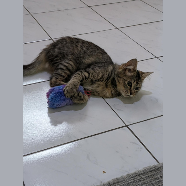 Photo of Tulip   In Foster Care In Coburg
