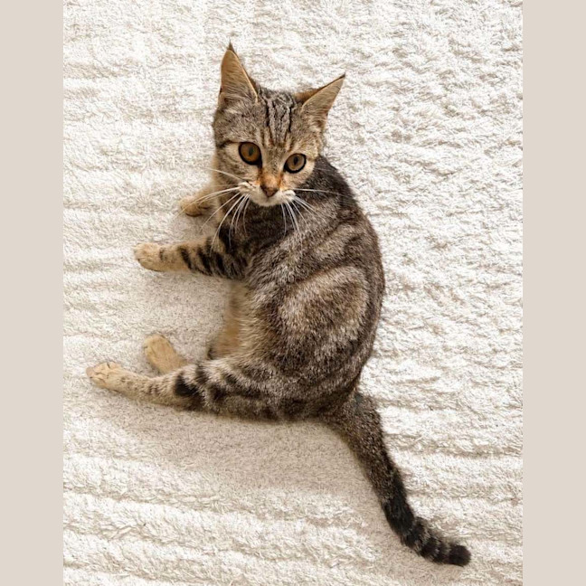 Photo of Savannah