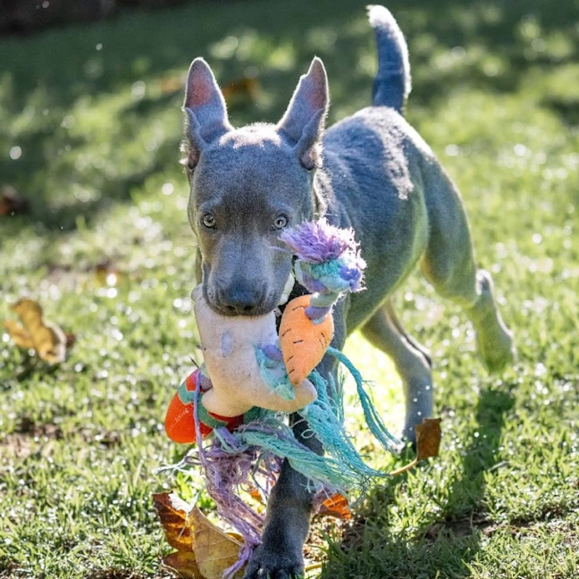 Photo of Blaze