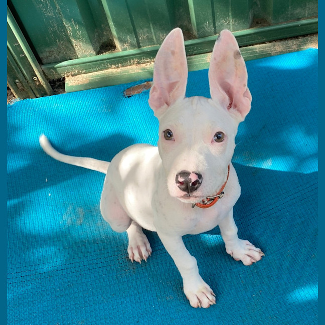 Photo of Stitch