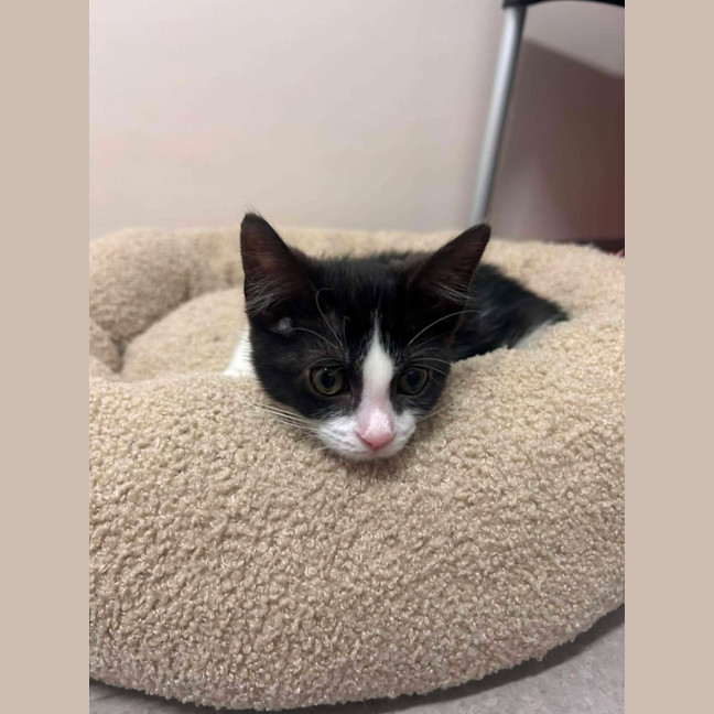 Photo of Tortelleni   In Foster Care In Ashburton