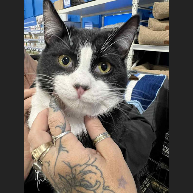 Photo of Sylvester