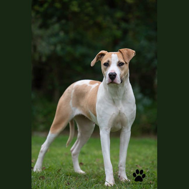Photo of Shylo