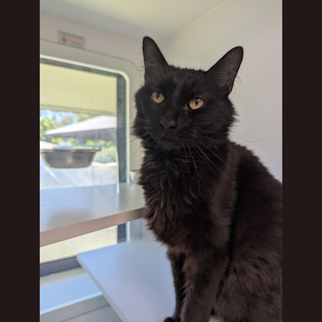 Photo of Thor