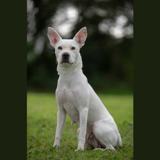 Photo of Casper