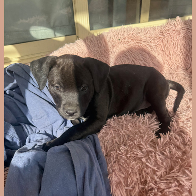 Photo of Aneka   9 Week Old Staffy X