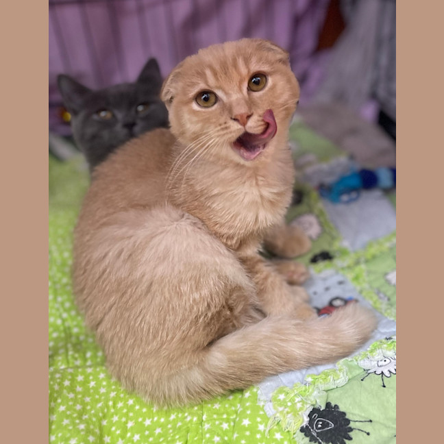 Photo of Fergus