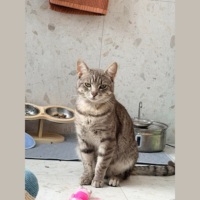 Photo of Milo 