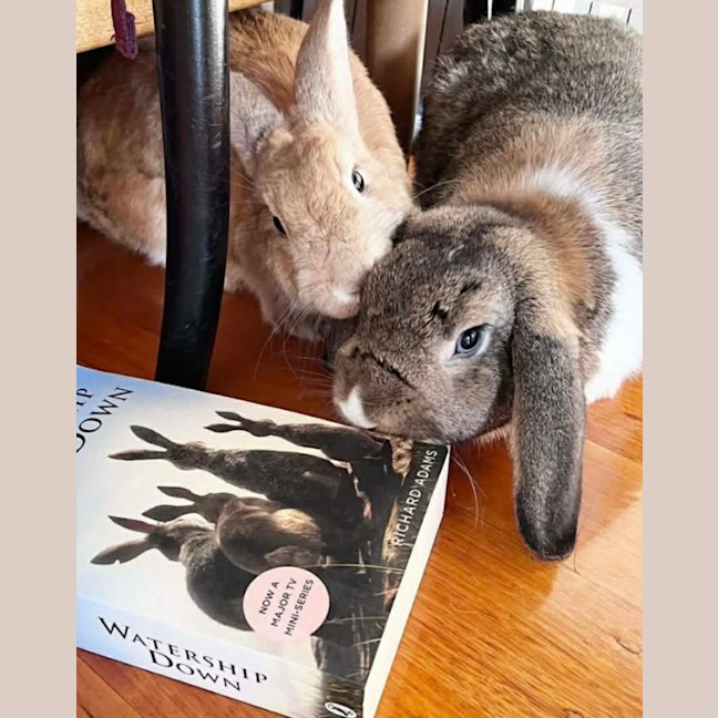 Photo of 🐰Artemis & Willow🐰   Located In Brunswick 