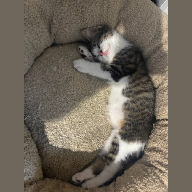 Photo of Muffin