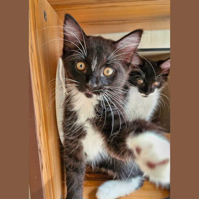 Photo of C1407 Kolton