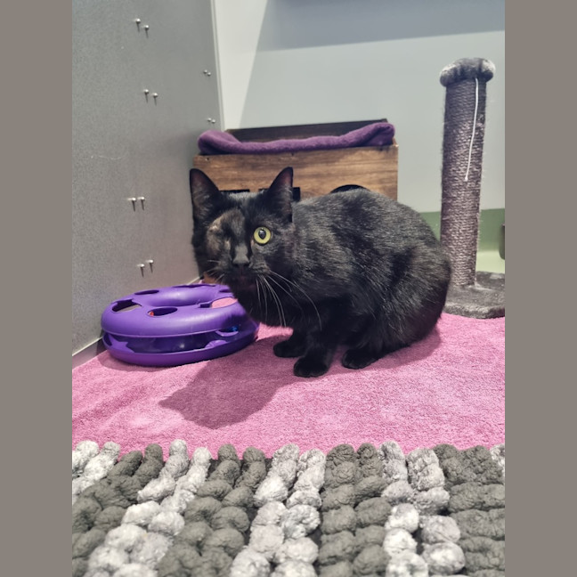 Photo of Dread Pirate Roberts