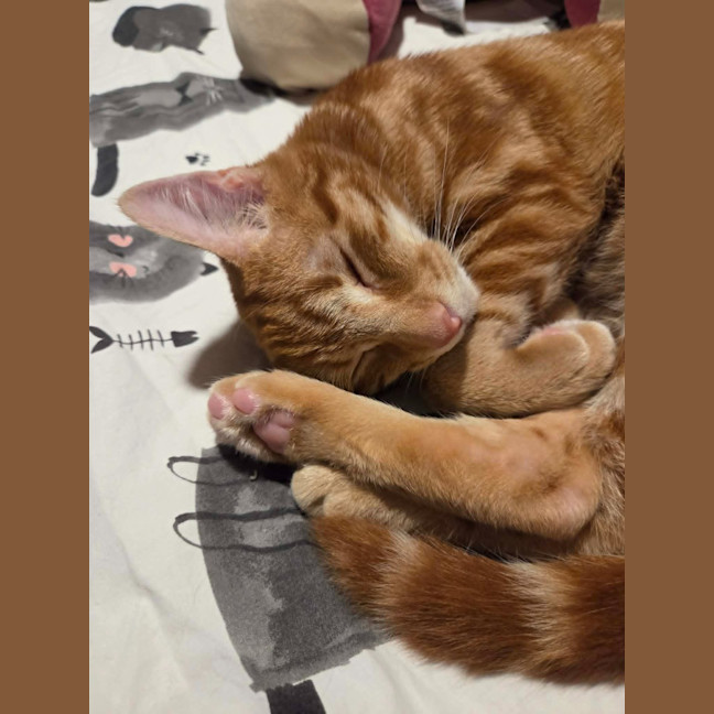 Photo of Tummy Tom