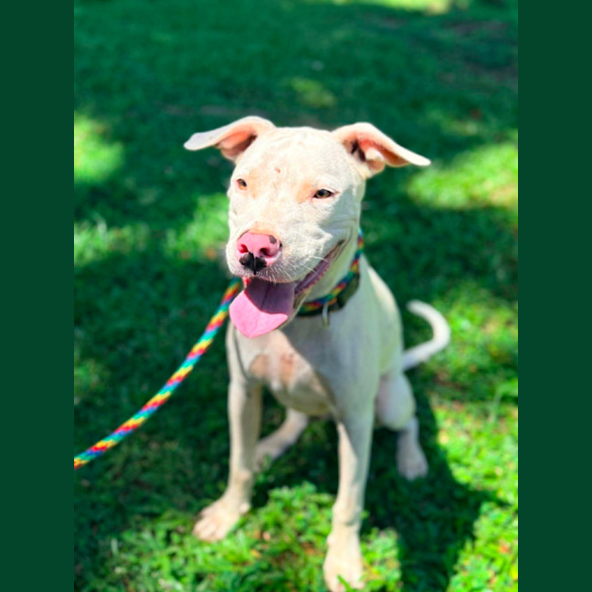 Photo of Hank