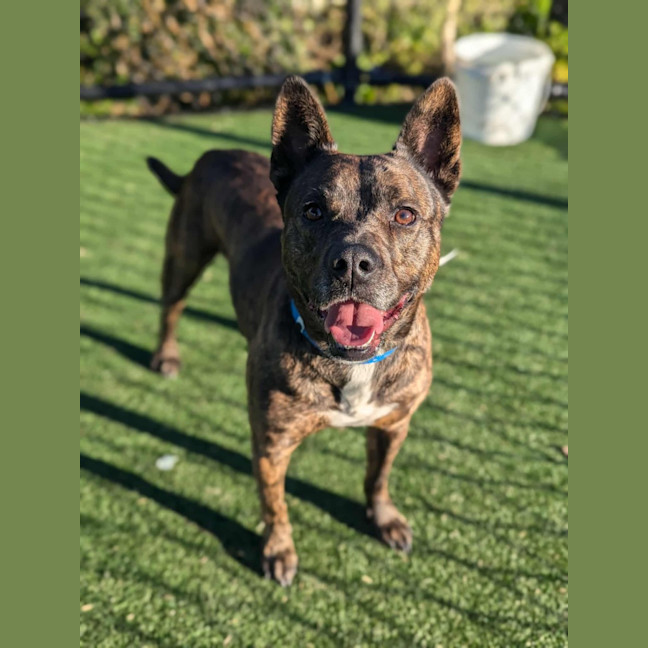 Photo of Tyson Imp 1384