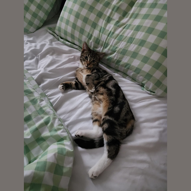 Photo of Taz