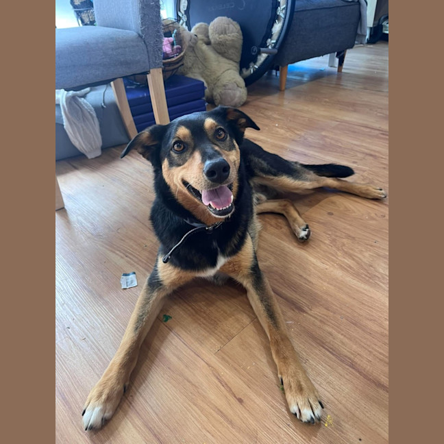 Photo of Finn 