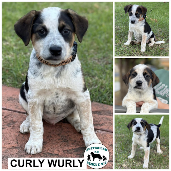 Photo of Curly Wurly 