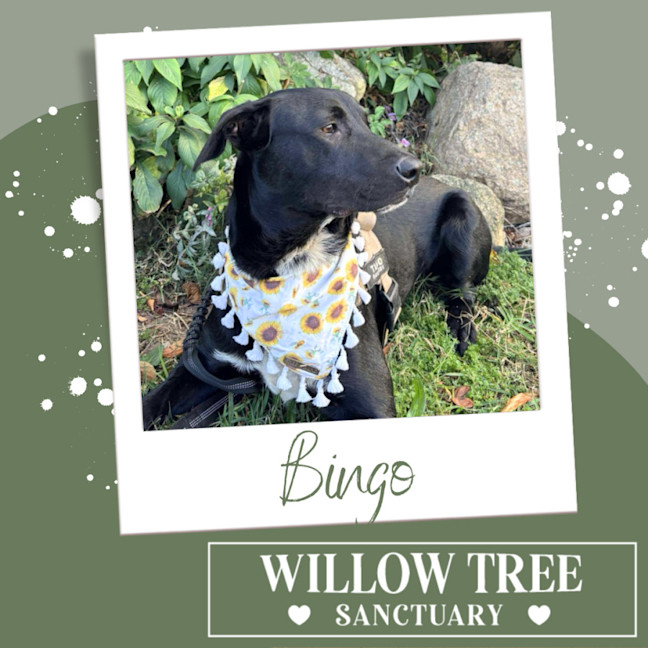 Photo of Bingo