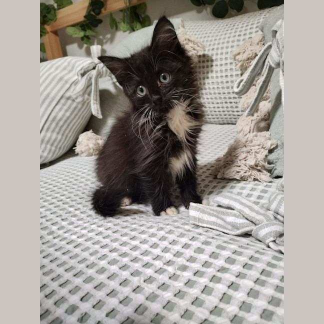 Photo of Biscuit, Oreo And Cookie