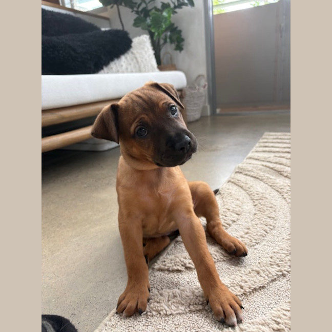 Photo of Fig   8 Week Old Cattle Dog X Staffy