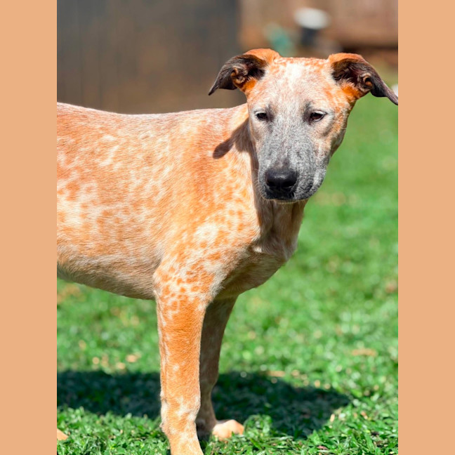 Photo of Ochre