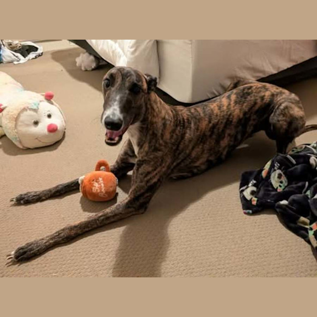 Photo of Clay, The Greyhound