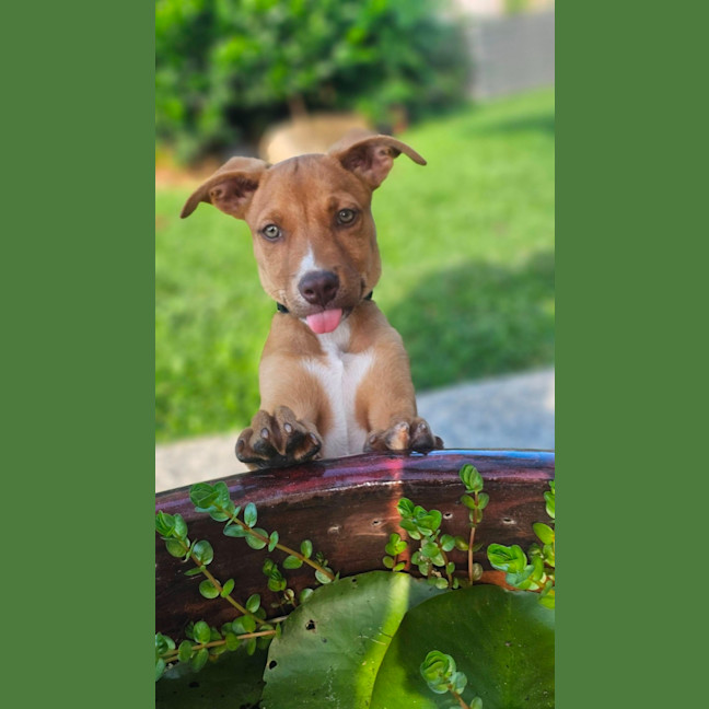 Photo of Tetra