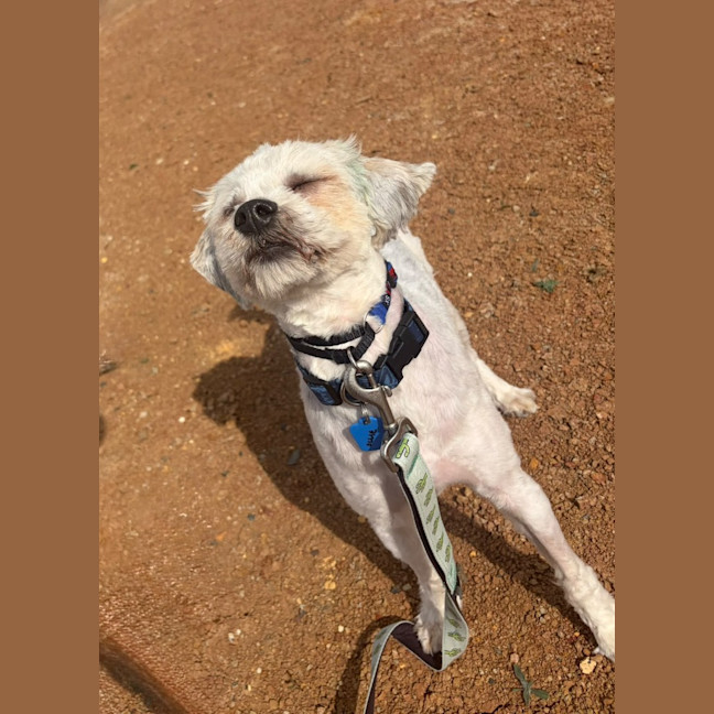 Photo of Ollie (Foster Only)