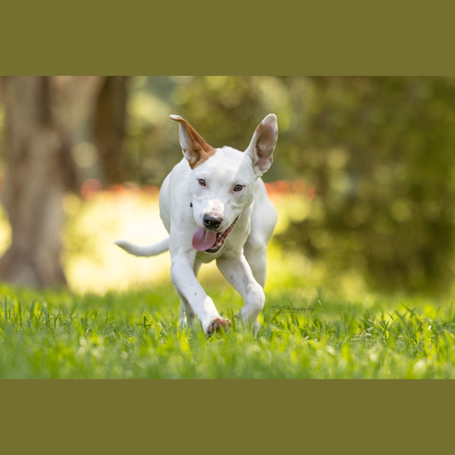 Photo of Reggie   7 Month Old Kelpie X (On Trial)