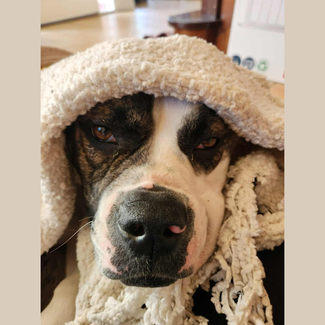 Photo of Lollie