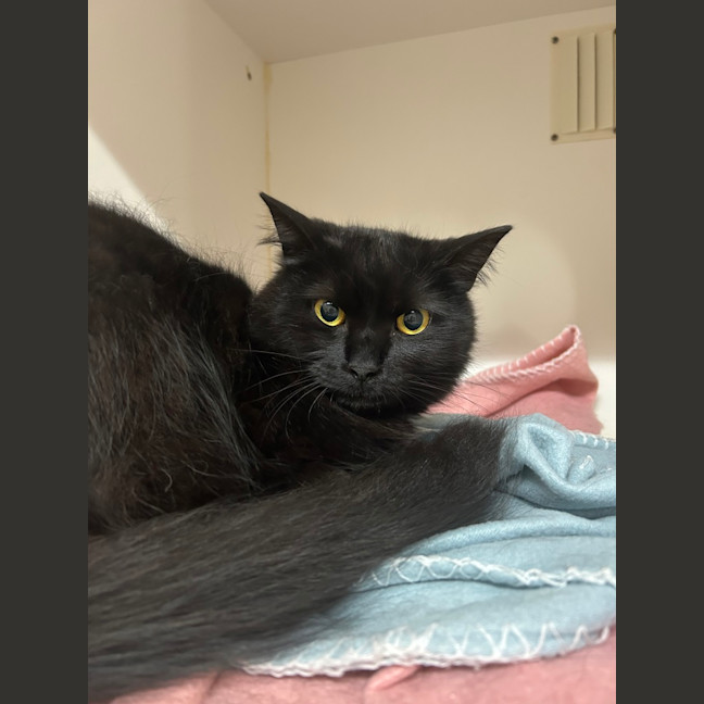 Photo of Turbo