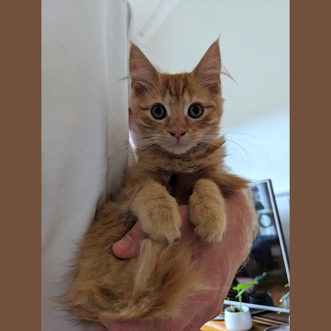 Photo of Minny (Was Saffron)